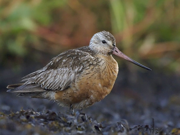 Punakuiri, Bar-tailed Godwit, Limosa lapponica